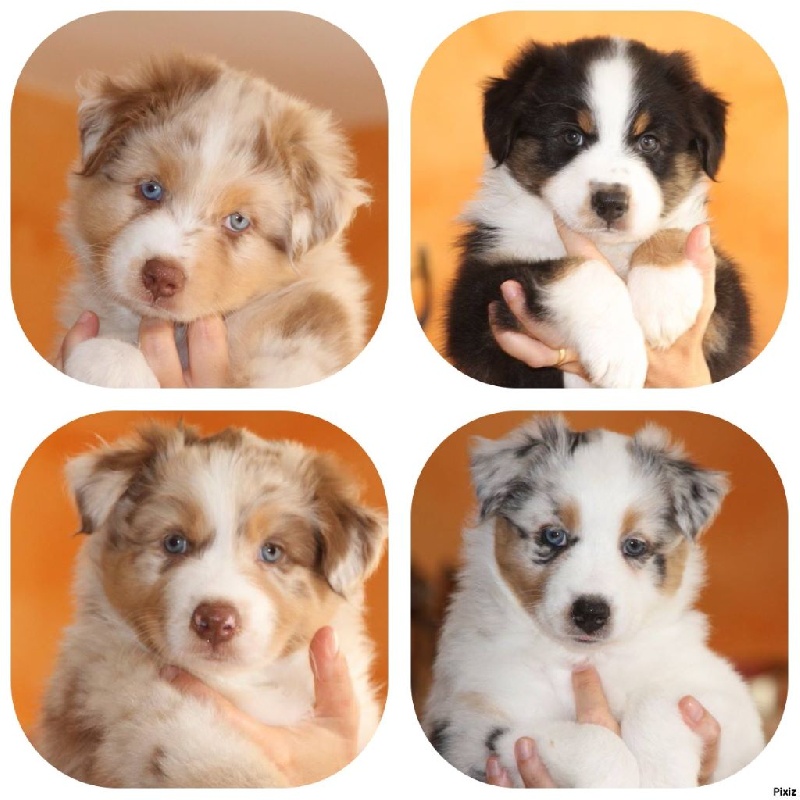chiots nés chez nous